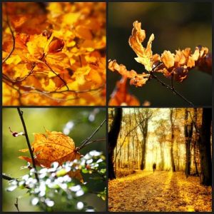 Foto-Walk GOLDENER HERBST